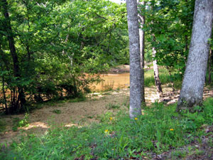 Environment